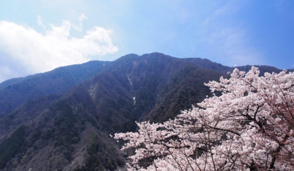 七面山と桜